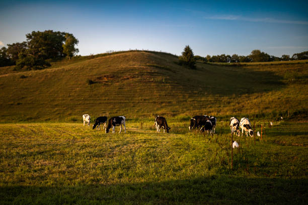 istock Holstein Heifers in Pasture 1367716172