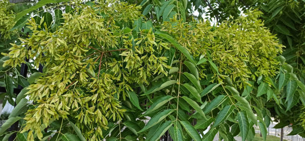 중국 의 수막 가지는 크고 진골이 많은 클러스터와 이상한 핀네이트 잎에 시조스카프로 무게를 실었다. - maple green maple keys tree 뉴스 사진 이미지