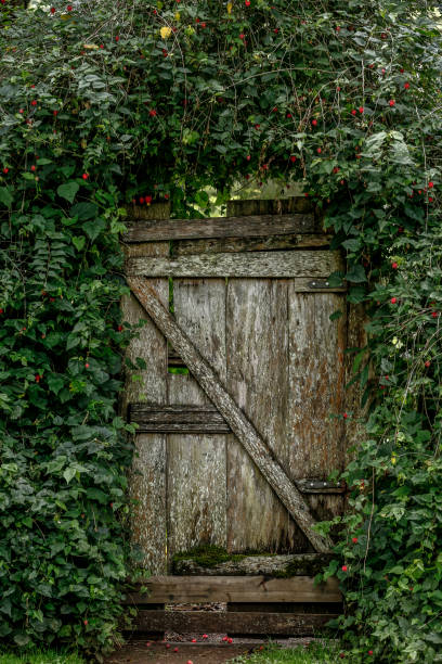 istock Old garden gate, flanked by vine 1367716431