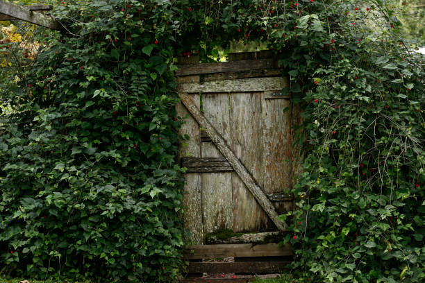 istock Old garden gate, flanked by vine 1367716451