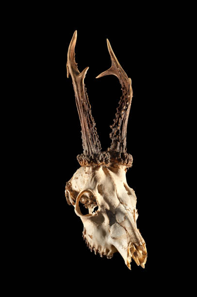 istock Skull of a European roe deer. 1367716454
