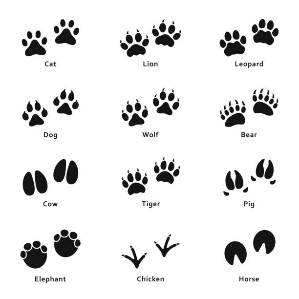 ilustraciones, imágenes clip art, dibujos animados e iconos de stock de huellas de animales, huellas de patas. conjunto de diferentes huellas de animales y aves y huellas de patas - cat paw print