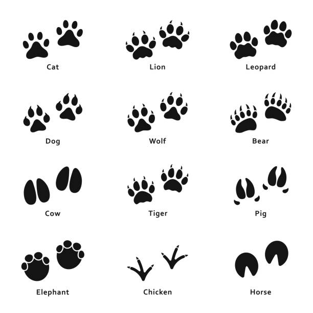 4,400+ Cat Paw Print Stock Photos, Pictures & Royalty-Free Images - Istock  | Dirty Cat Paw Print, Cat Paw Print Pattern, Cat Paw Print Vector