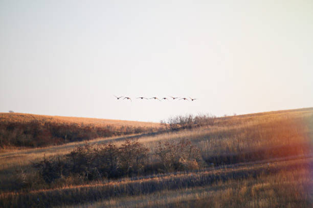 Canadian Geese Flying