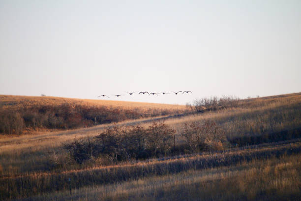 istock Canada Geese flying in the sky 1367717091