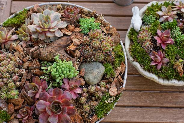 istock two round flowerpot with decorative colored plants and cacti 1367717204