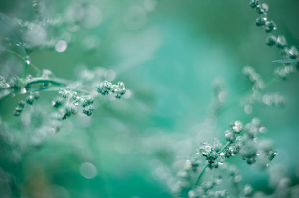 Soft focused abstract background. Meadow grass under dew drops, after the rain. Summer natural background.