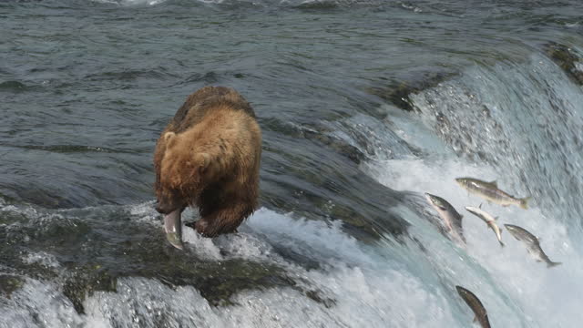 Brown Bear catching Sockeye Salmon at Brooks Falls in Katmai National Park Alaska - Slow Motion