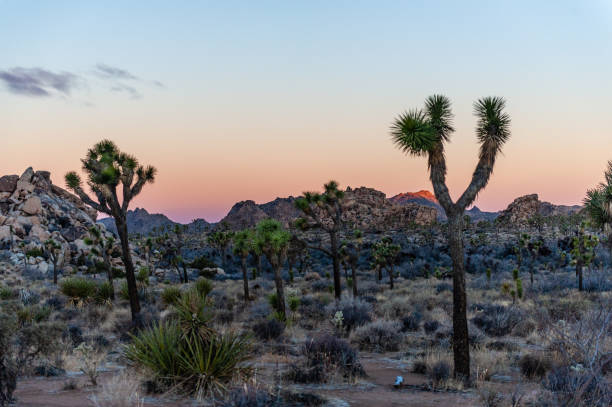 istock Sunset in Joshua Tree National park 1367719690