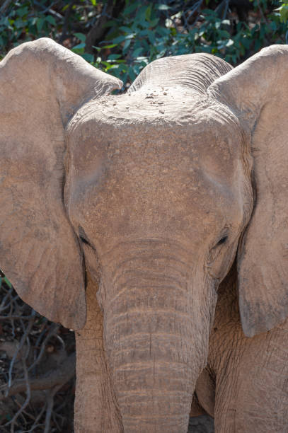 istock Closeup of a Desert Elephant in Namibia 1367719745