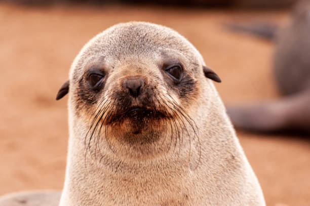 istock close-up of a seal 1367719756