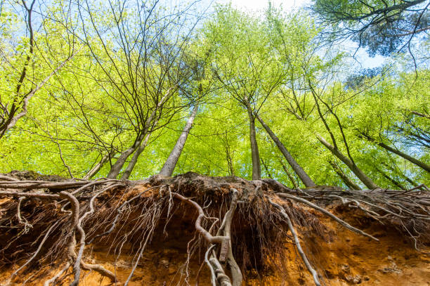 istock Hallerbos on a sunny spring afternoon 1367719764