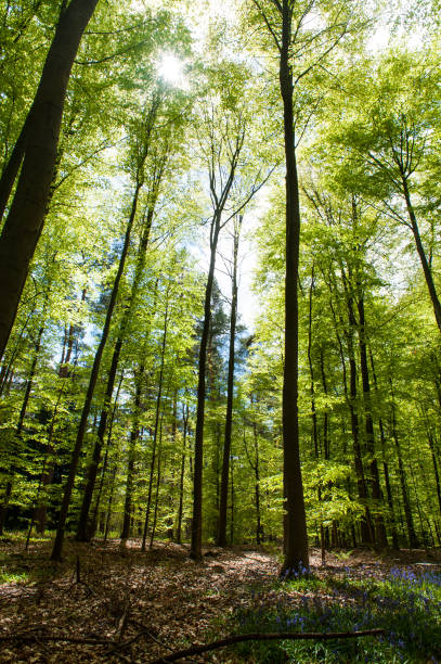 istock Hallerbos on a sunny spring afternoon 1367719793
