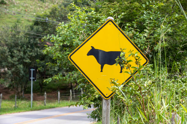 istock Cattle crossing road warning sign 1367720662