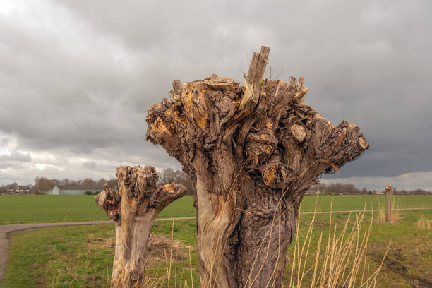One large and one small pruned old pollard willow tree in the foreground of a Dutch polder landscape. The photo was taken on a cloudy day in the province of North Brabant at the end of the winter.
