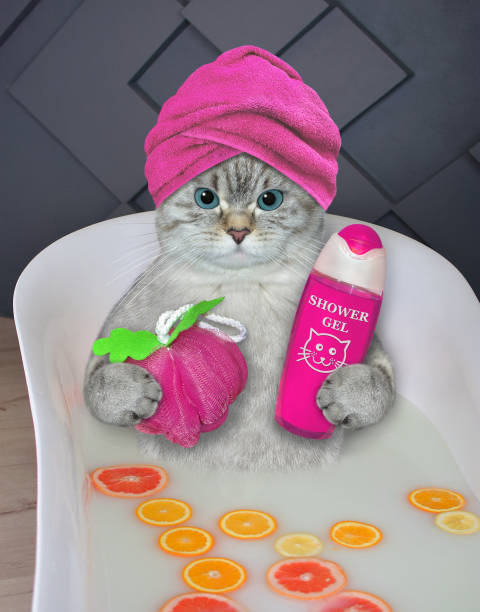 istock Cat ashen takes citrus bath 1367723939