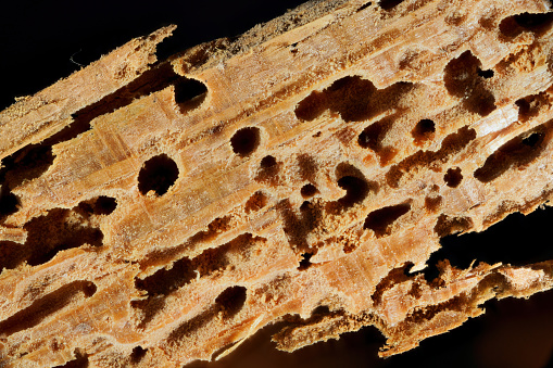 ultra close-up stack from 68 single shots, Anobium punctatum, common furniture beetle or common house borer holes