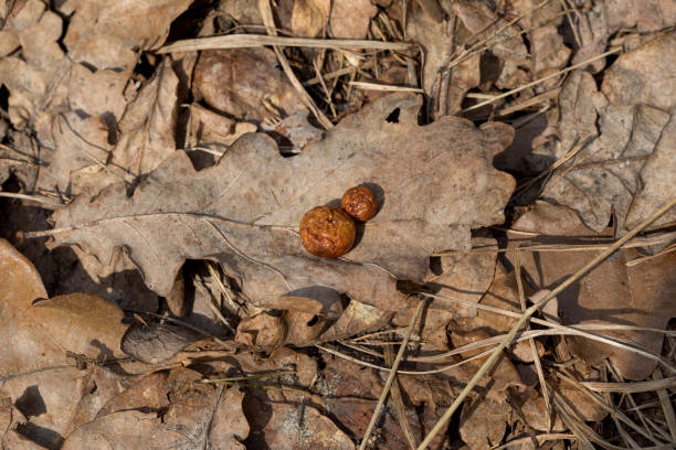 Oak apple or oak gall on a fallen dry leaf in a forest in springtime. Tree infection. Closeup.