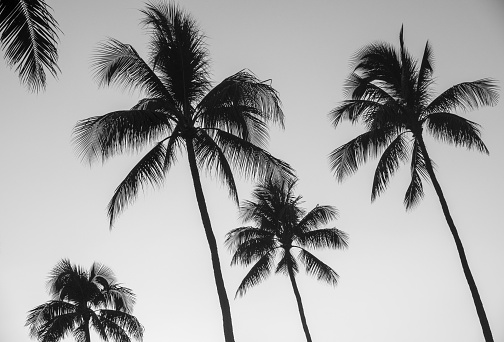 A Monochrome Image Of Beautiful Palm Trees In Waikiki, Hawaii