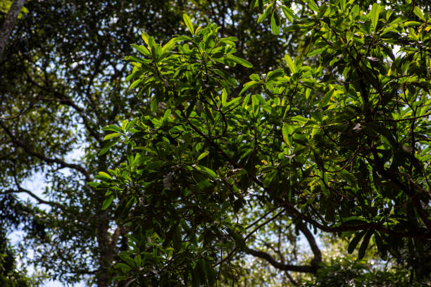 istock Natural environment, tropical green forest, sustainability forest, unadulterated naturalness jungle 1367725367