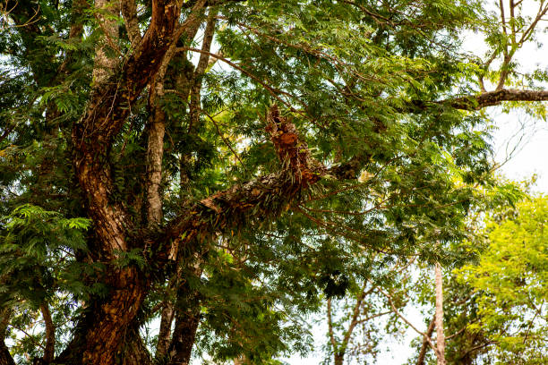 Natural environment, tropical green forest, sustainability forest, unadulterated naturalness jungle
