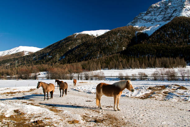 istock Horse ranch in St Moritz Switzerland in winter 1367725572