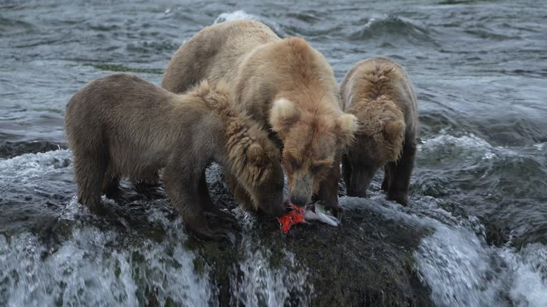 Mother Brown Bear with cubs eating fish - Slow Motion