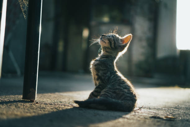 istock beautiful baby cat playing in nature 1367726655