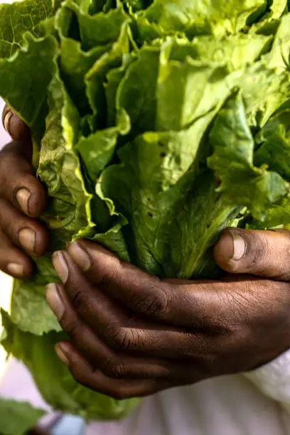 Hands of peasant woman holding fresh bundle of lettuce harvested. On countryside of Brazil
