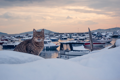 Stray cat sitting on the snow