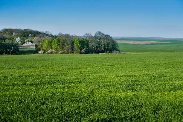 istock green field with spring cereals and a grove with flowering trees 1367727748