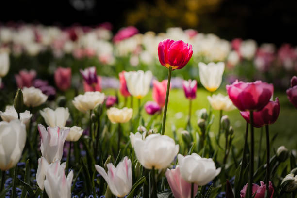 istock A colorful tulip meadow 1367727765