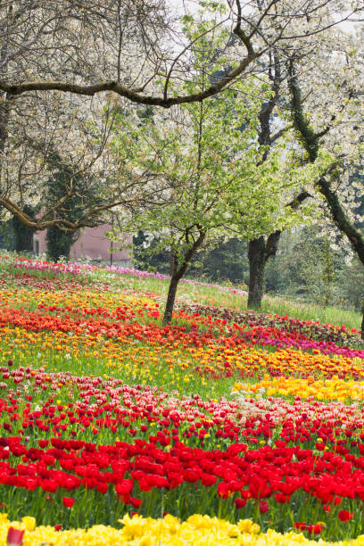 A true splendor of flowers this tulip meadow on the island of Mainau in Lake Constance