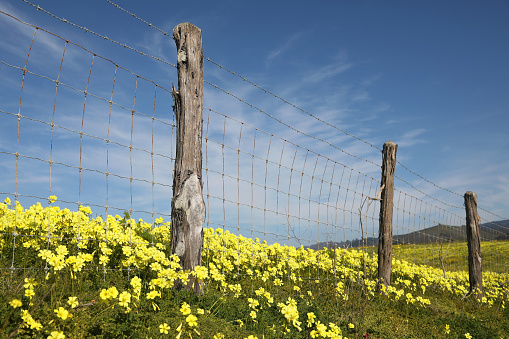 Yellow Wildflowers
Half Moon Bay, California