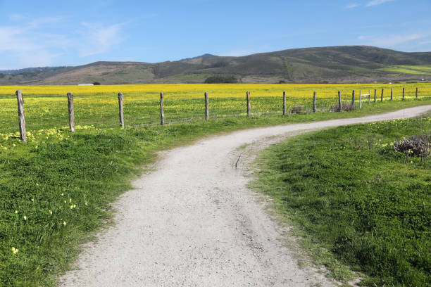 istock Yellow Wildflowers in California 1367730617