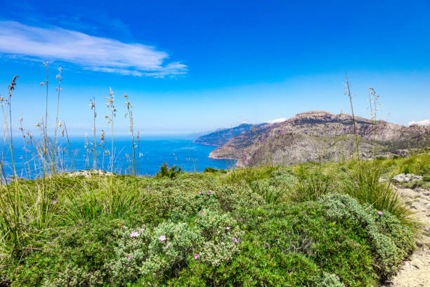 Bushes, grass and steep coast near Banyalbufar of Mallorca, Span