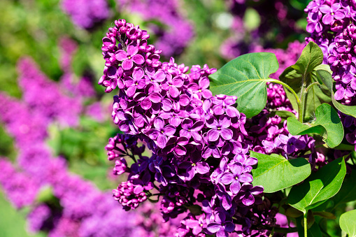 Lilac with green leaves