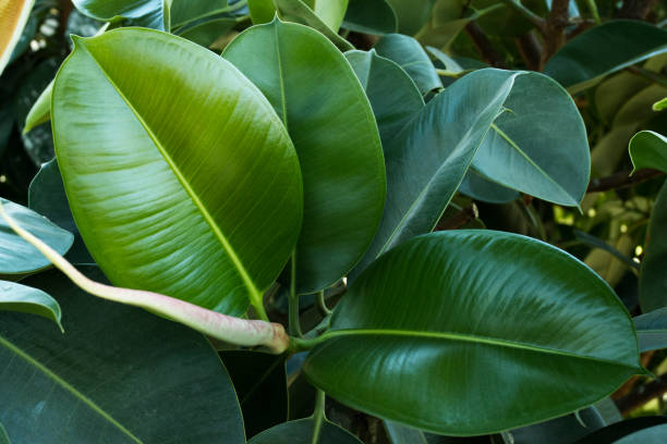 Shiny green foliage Shiny green leaves of a rubber plant, Ficus elastica. indian rubber houseplant stock pictures, royalty-free photos & images