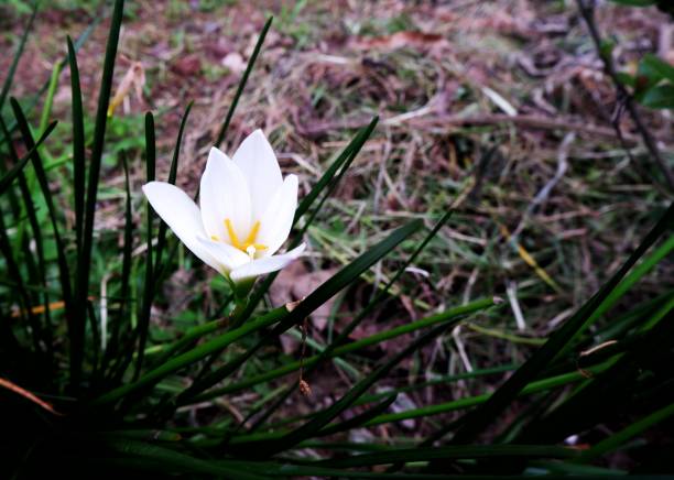 Autumn zephyrlily Autumn zephyrlily is a species of rain lily native to South America. Beautiful white flower white rain lily stock pictures, royalty-free photos & images