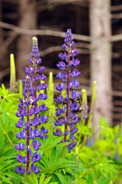 istock Lupines blooming on Prince Edward Island, Canada 1367734489