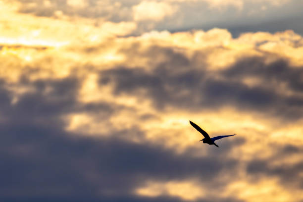 istock Silhouette of bird flying 1367734770