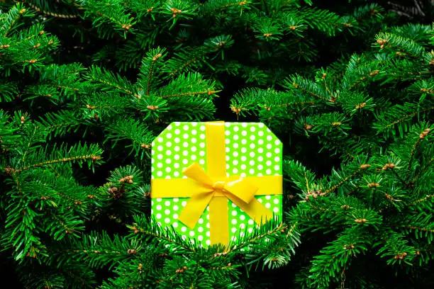 A light green gift box with white polka-dots taped with yellow ribbon and a bow lying between dense green fir tree branches as a background.
