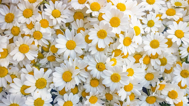 istock Lovely blossom daisy flowers background. 1367737604