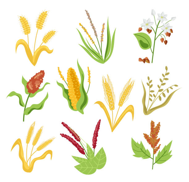 Millets Cartoon 950+ Millet Icon Stock Illustrations, Royalty-Free Vector Graphics ...