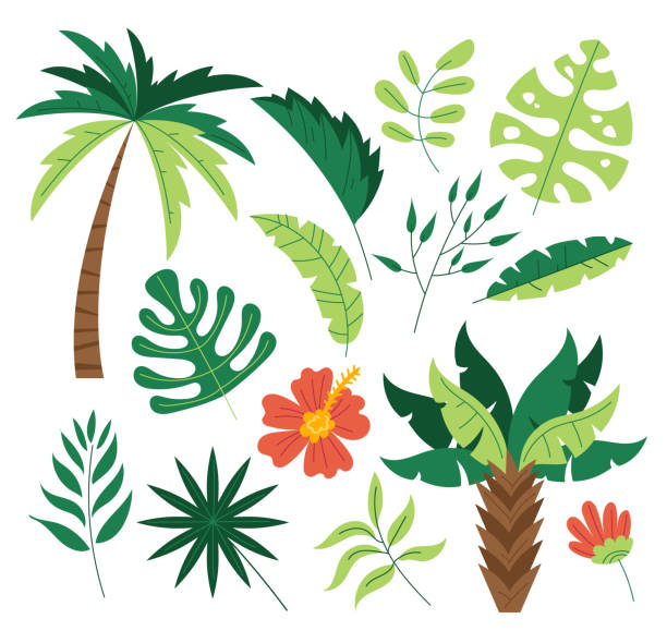 ilustraciones, imágenes clip art, dibujos animados e iconos de stock de selva exótica flora árbol hojas de palma planta tropical conjunto aislado. diseño gráfico plano vectorial ilustración de dibujos animados - leafes