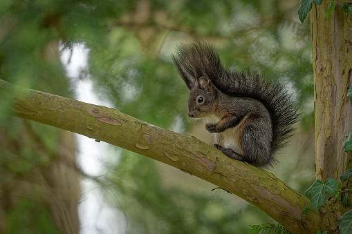 Dark brown eurasian red squirrel (Sciurus vulgaris) sitting on the branch of a coniferous tree.