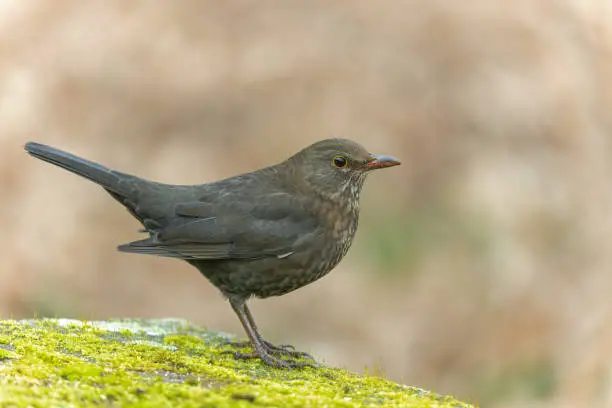 Female blackbird (Turdus merula) perching on a stone covered with moss.