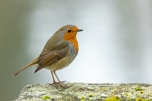 European robin (Erithacus rubecula), the national bird of the United Kingdom, perching on a stone covered with lichen.