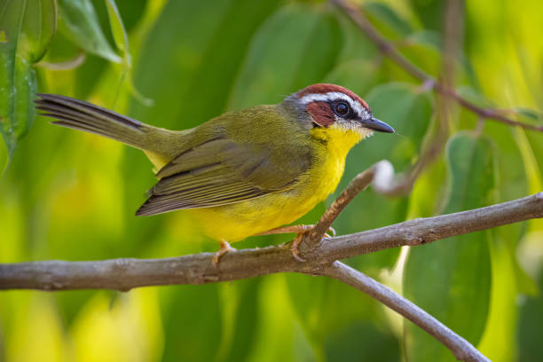 istock Basileuterus rufifrons / Rufous-capped Warbler. Beautiful small bird moving among the branches of a tree in the mountains of Antioquia, Colombia. 1367740277