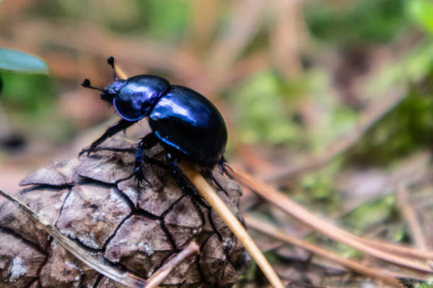 Trypocopris vernalis, (previously listed under the Geotrupes genus as Geotrupes vernalis) known sometimes by the common name spring dumbledor or spring dor beetle